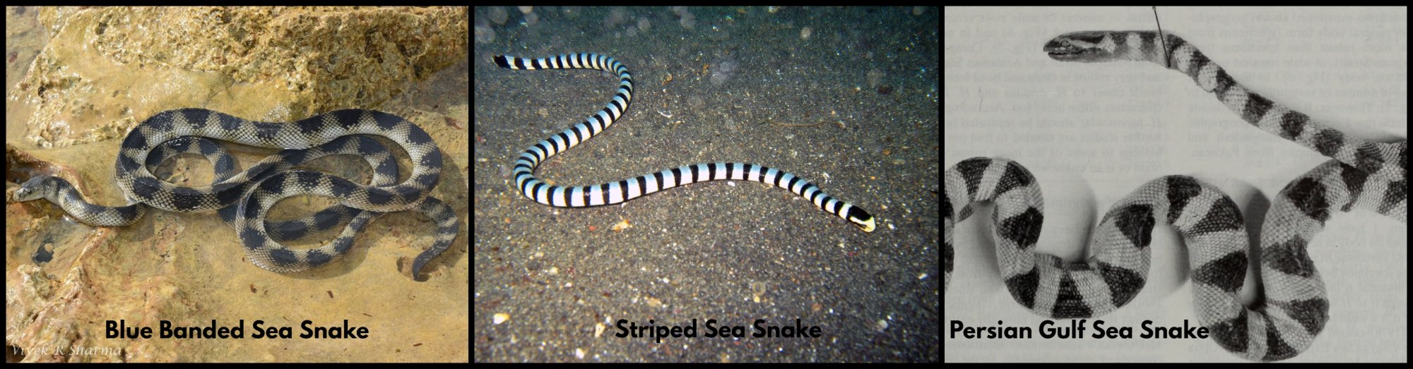 Sea Snake 2.jpg