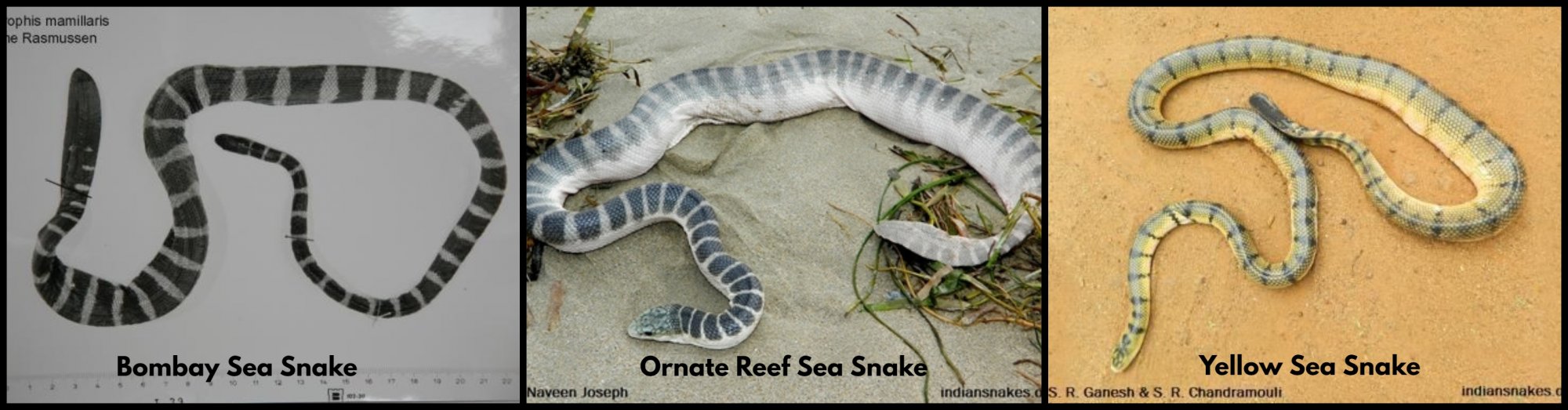 Sea Snake 3.jpg