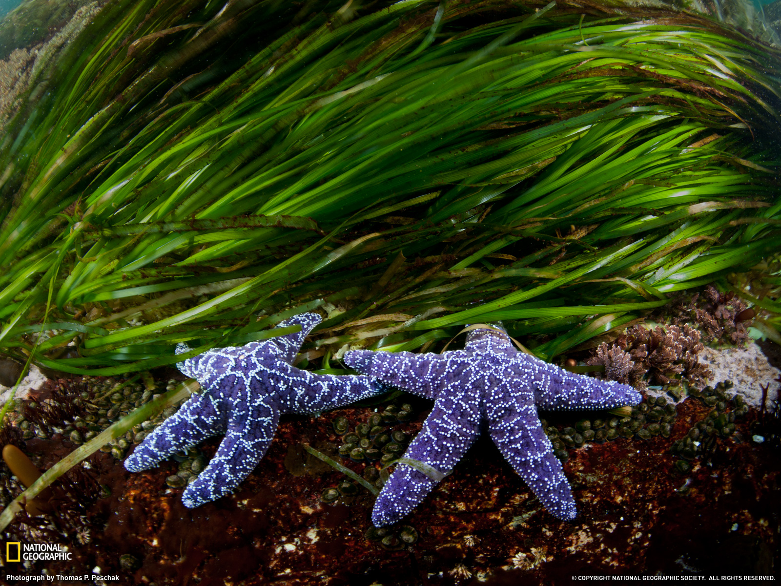 Sea Stars, British Columbia37824_1600x1200-wallpaper-cb1311858615.jpg