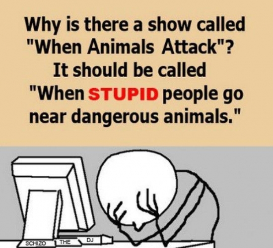 SetWidth550-Why-is-there-a-show-called-When-Animals-Attack.jpg