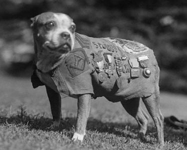 sgtstubby.jpg