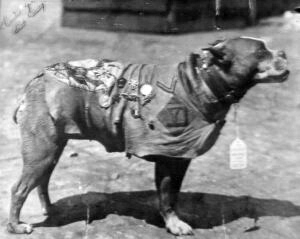 sgtstubby3.jpg