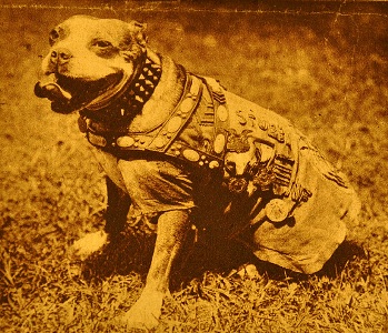 sgtstubby5.jpg