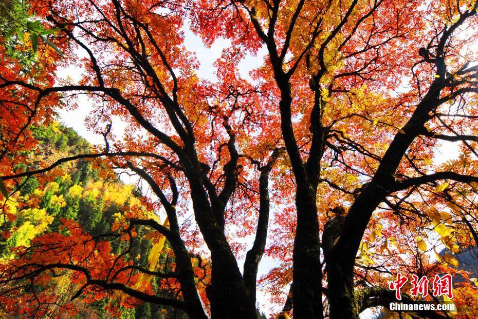 Sichuan,Autumn-color.(2).Heishui-county.jpg