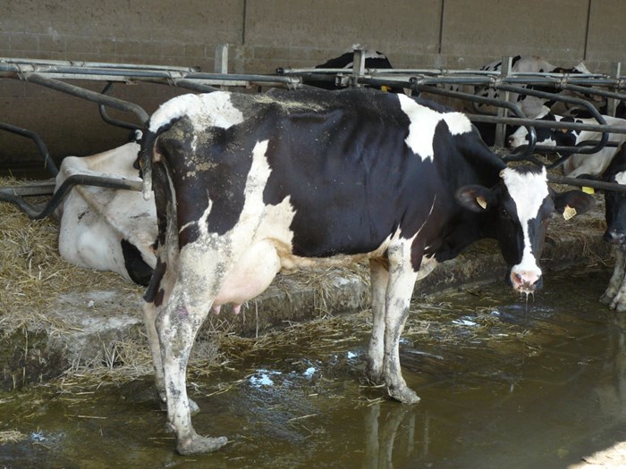 skinny-dairy-cow.jpg