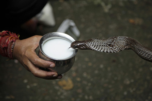 snake-drinks-milk.jpg