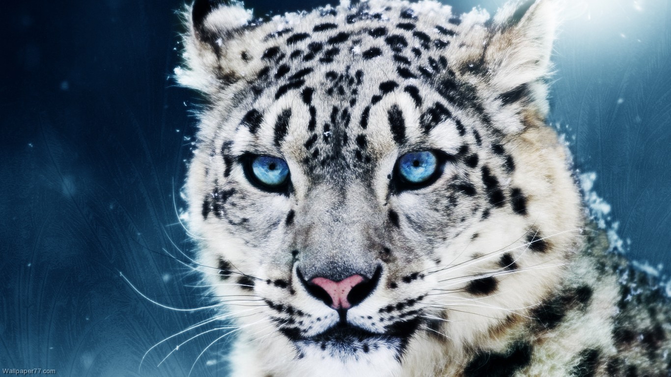 snow-leopard-wallpapers-hd.jpg