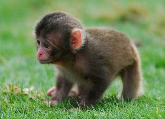 snow-monkey-baby-1-120511.jpg