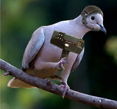 spy pigeon.jpg