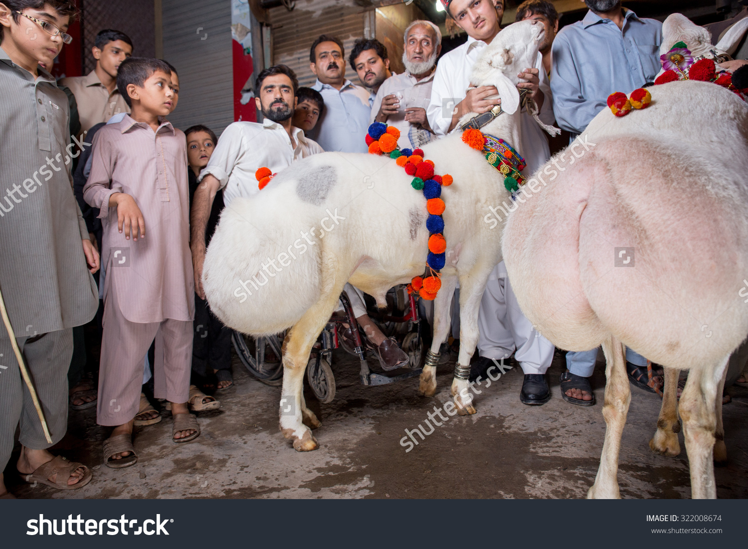 stock-photo-peshawar-pakistan-sep-vendor-selling-healthy-sheep-kg-sheep-for-eid-adha-a-322008674.jpg