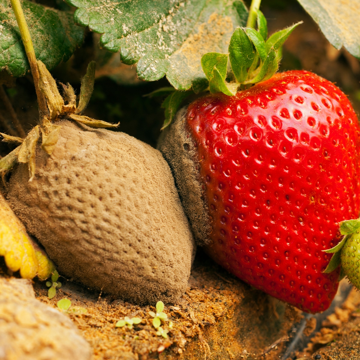 Strawberry-Plant-Diseases-Problems-Caused-by-Bacteria-Fungi-Molds-Viruses-featured.jpg