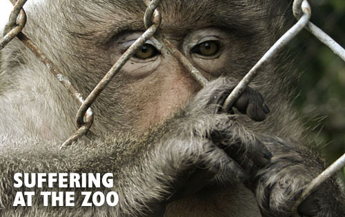 suffering_at_the_zoo.jpg