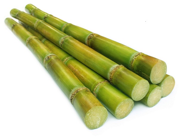 Sugarcane_3.jpg