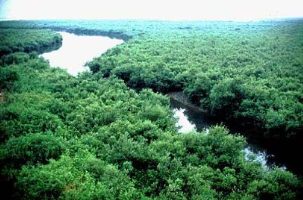 Sundarban - The Largest Mangrove Forest 1.jpg