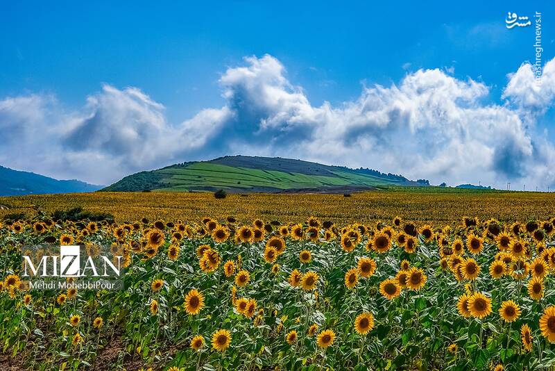 sunflower _Iran.jpg
