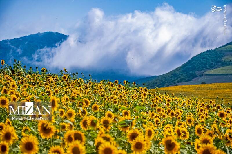 sunflower_Iran2.jpg
