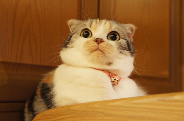 surprised-cat-640x420.jpg