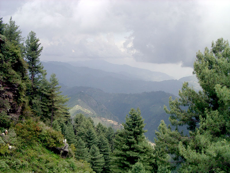 Swat-Valley-Green-Forest-with-clouds-in-Malam-Jabba.jpg