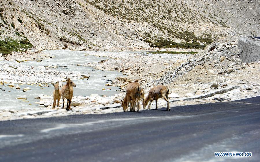 Tibet.blue.sheep.6.jpg