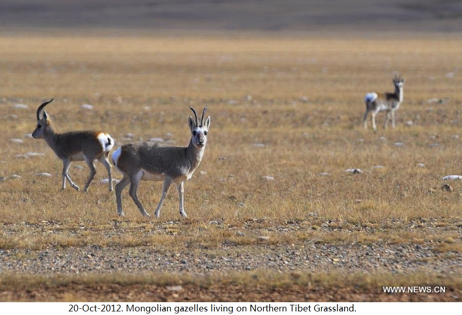 Tibet.wildlife.1b.Mongolian.gazelles.Northern.Tibet.Grassland.jpg