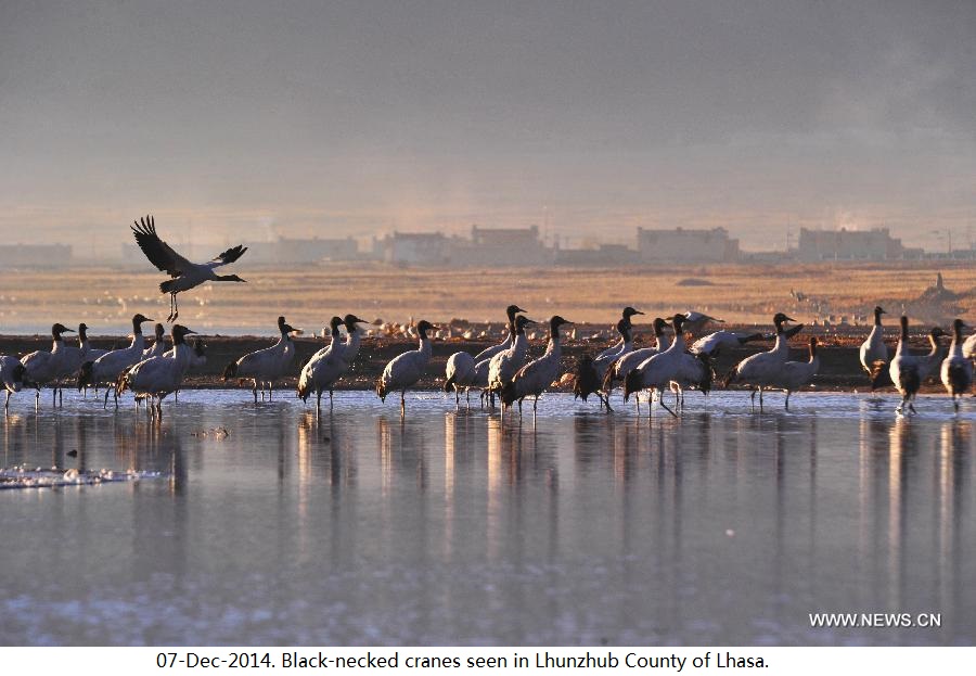 Tibet.wildlife.1d.black-necked cranes.Lhunzhub.County.Lhasa.jpg