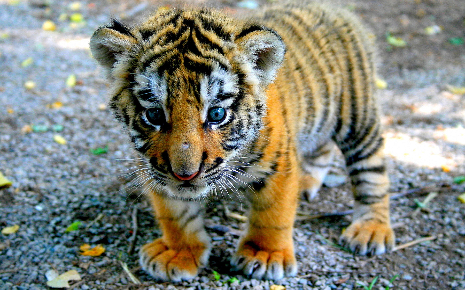 tiger-baby (1).jpg