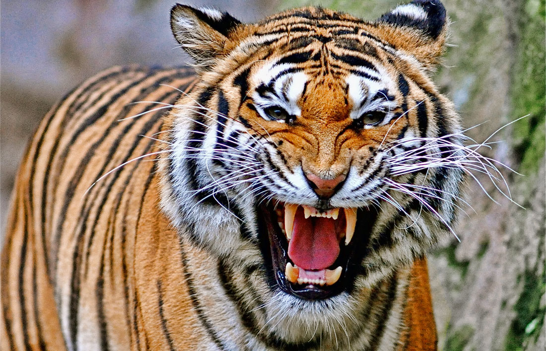 tiger-roar.jpg