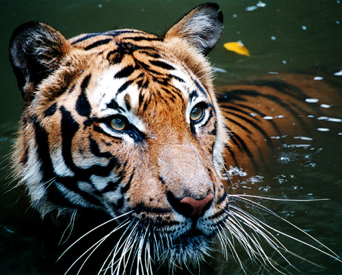 Tiger_in_the_water.jpeg