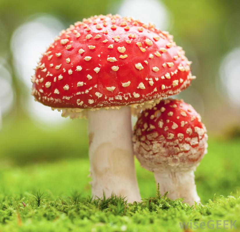 toxic-mushroom.jpg
