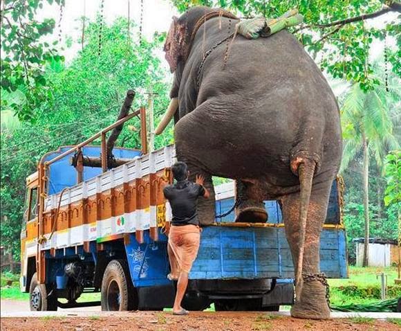 transporting-elephant-in-Kerala.jpg