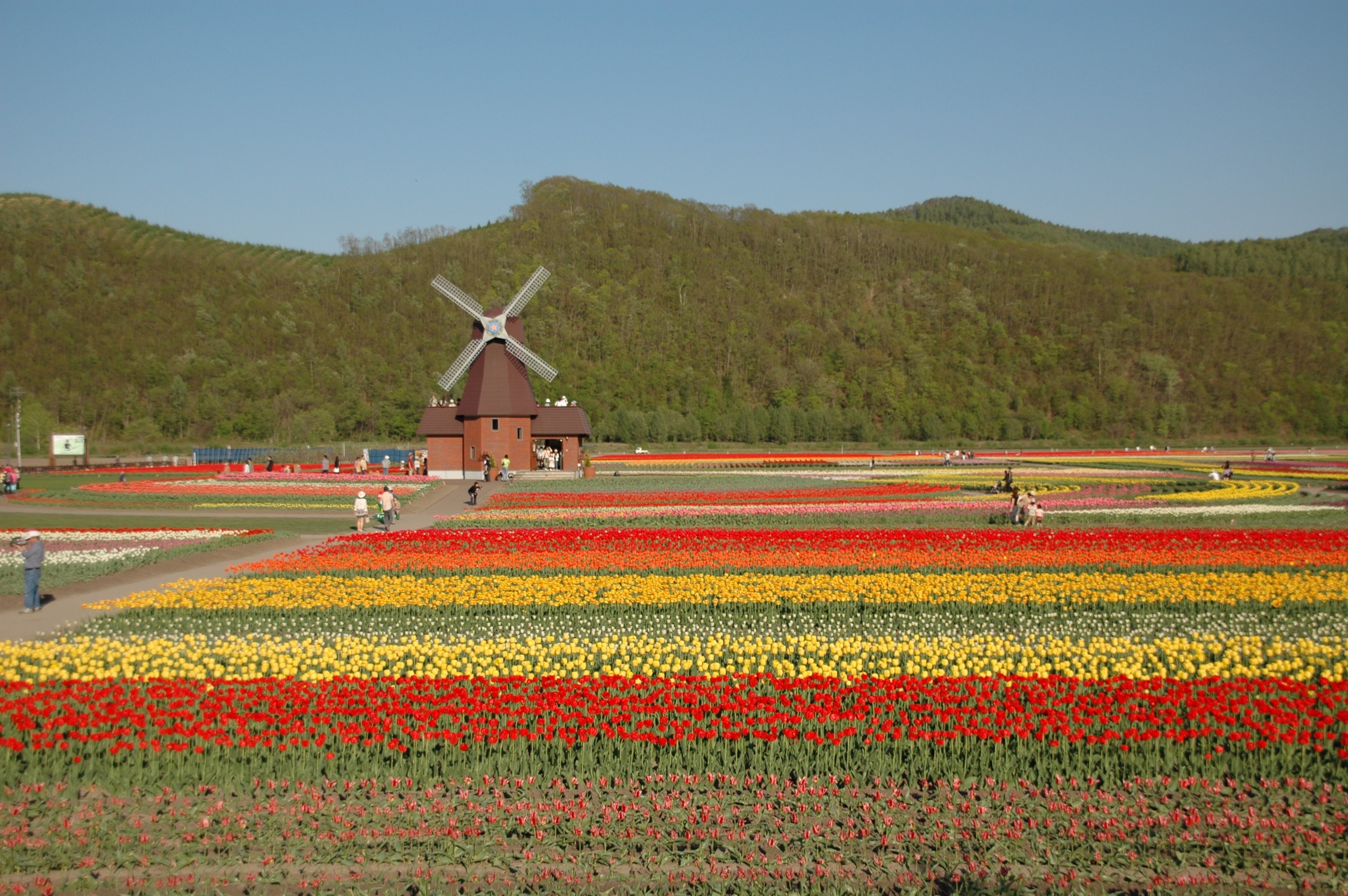 Tulip_field_Kamiyubetsu_Hokkaido_japan[1].jpg