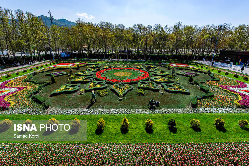 tulips-alborz-18.jpg