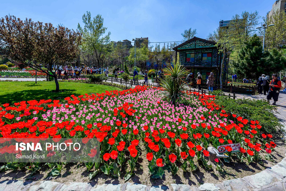 tulips-alborz-22.jpg