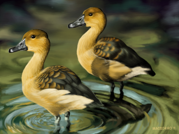 two_ducks_by_macsorro-d4vhsmm.png