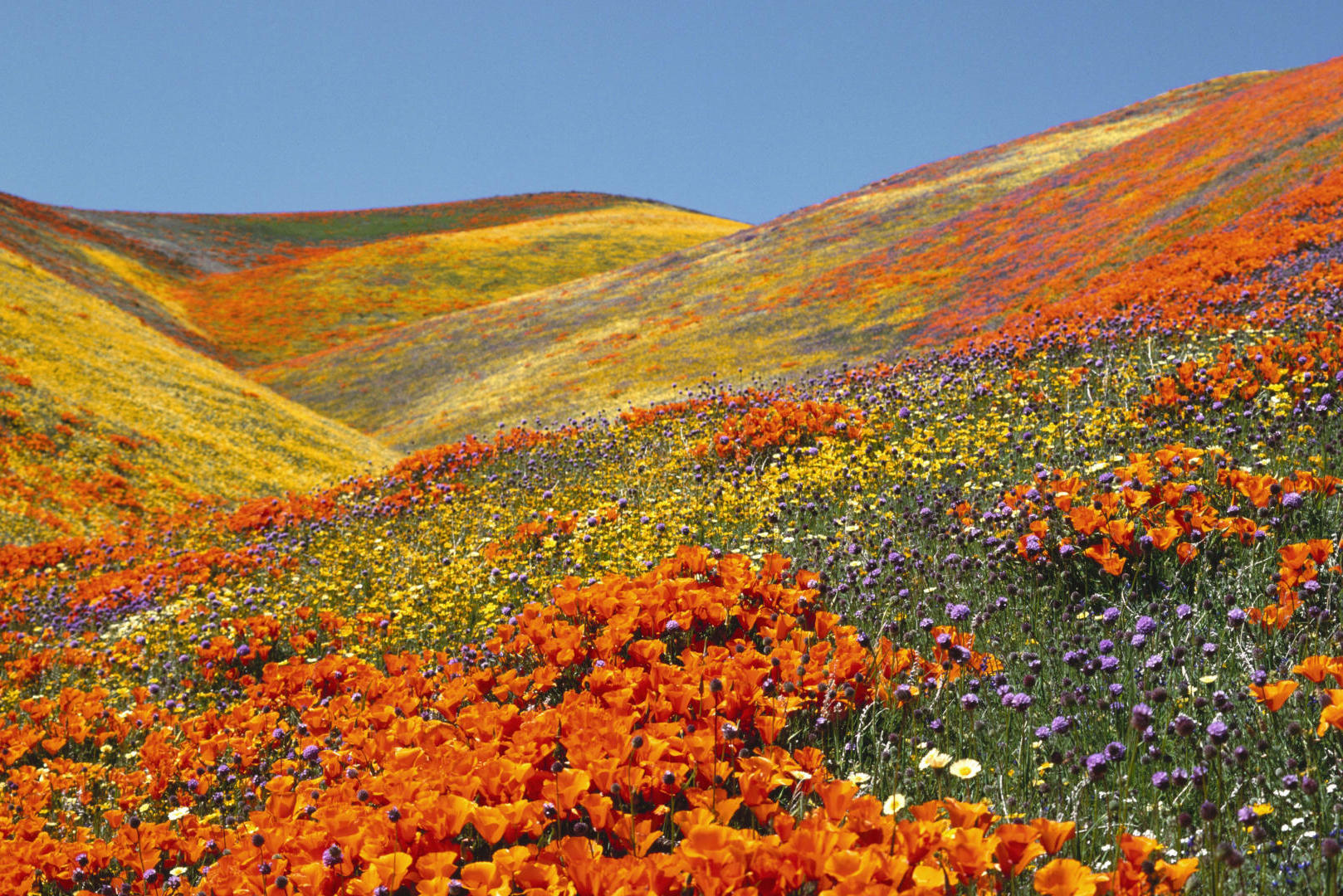 Valley-of-Flowers-uttarakhand-hill-station.jpg