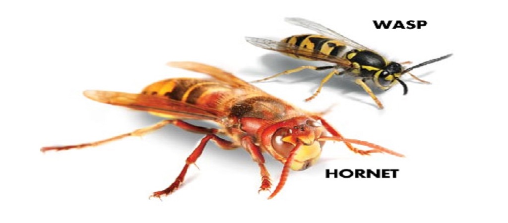 wasp-hornet2.jpg