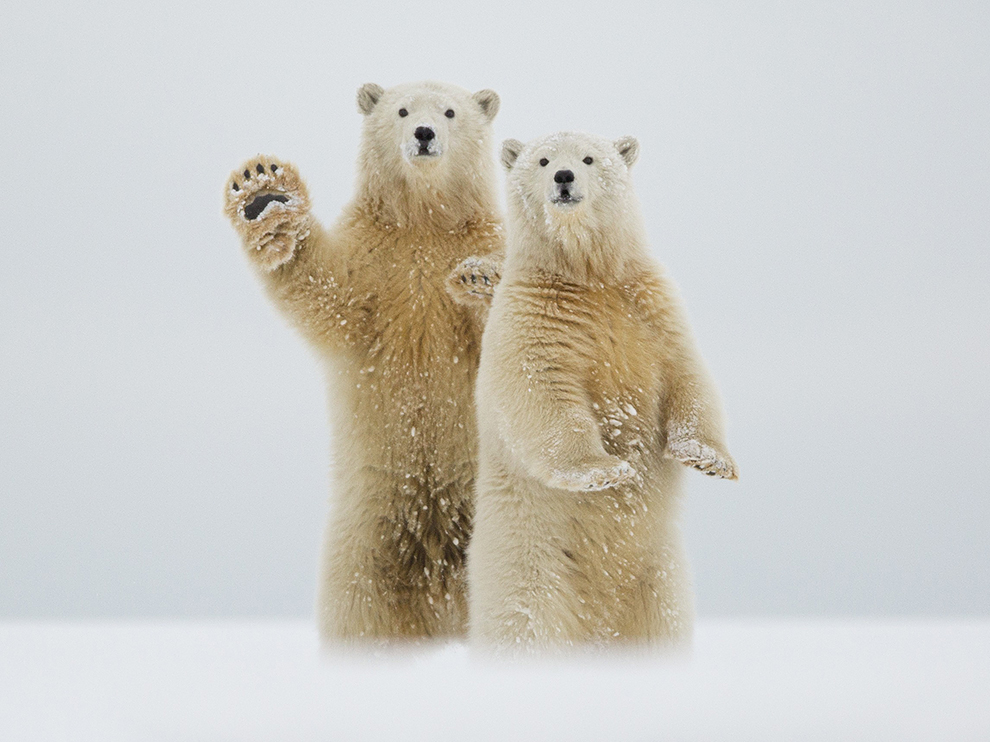 wave-polar-bear-cubs_91019_990x742.jpg