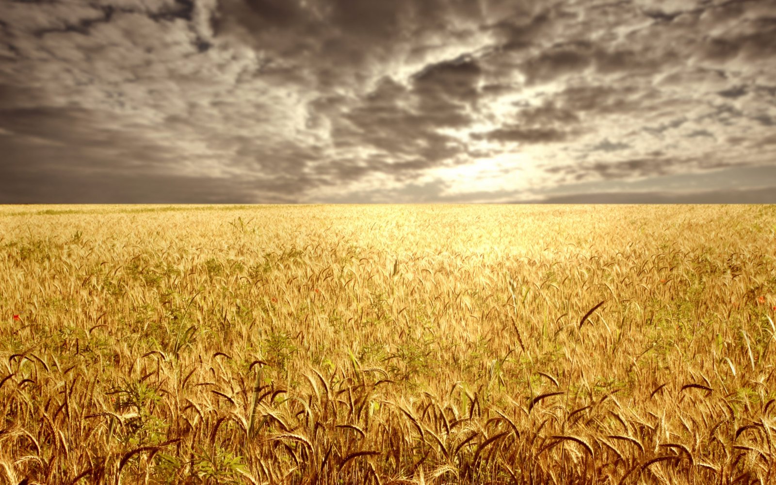 Wheat-field-at-the-sunset.jpg