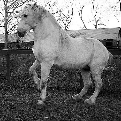 white-percheron-2.jpg