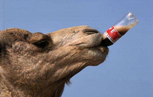 Who-wants-a-fresh-drink-this-camel-is-drinking-coke.-500x318.jpg