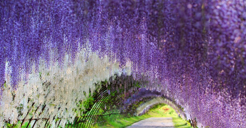 Wisteria-Tunnel-Kawachi-Fuji-Gardens-Japan.jpg