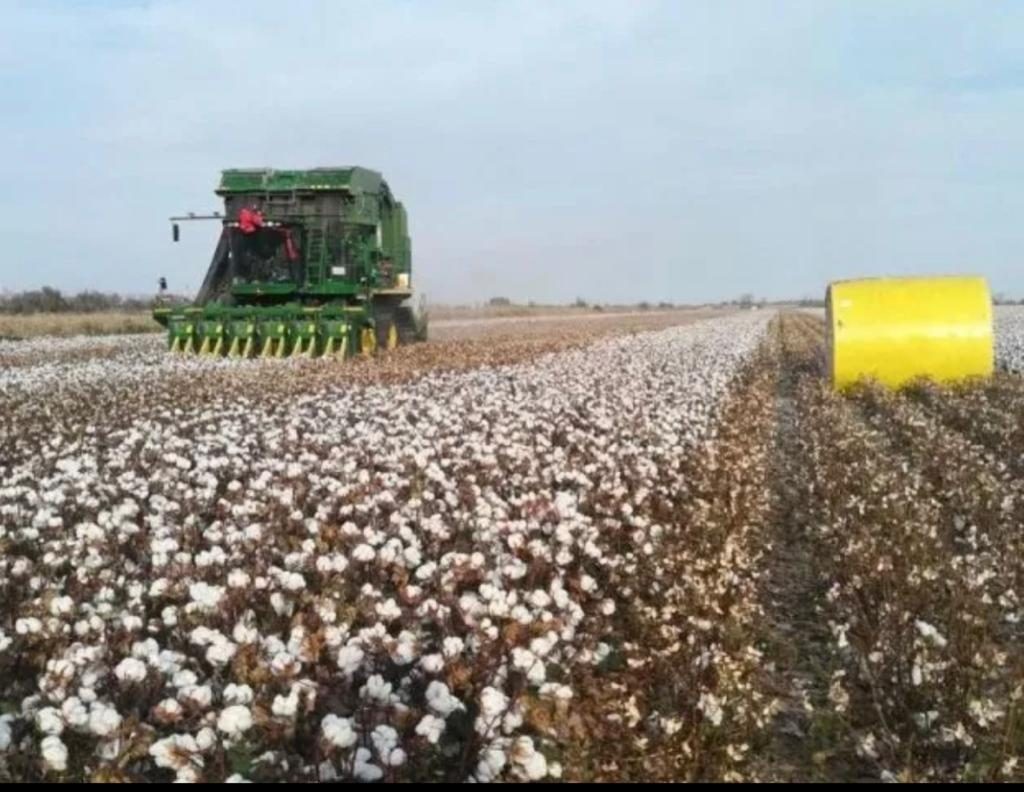 Xinjiang cotton field.jpg