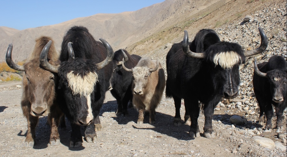 yaks.jpg