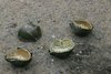 Cluster bombs from  USA dropped by US warplanes on Sanaa capital of  Yemen Jan 2016 1.jpg