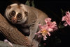 image_4041_2-Slow-Loris.jpg