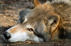 lazy_wolf_by_fohat.jpg