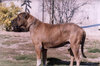 kumaon-mastiff-dog.jpg