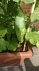 IMG-20180807-WA0006.jpeg