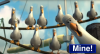 Finding Nemo - Seagull Chase Scene - Mine!.png