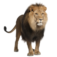 smartlion